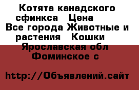 Котята канадского сфинкса › Цена ­ 15 - Все города Животные и растения » Кошки   . Ярославская обл.,Фоминское с.